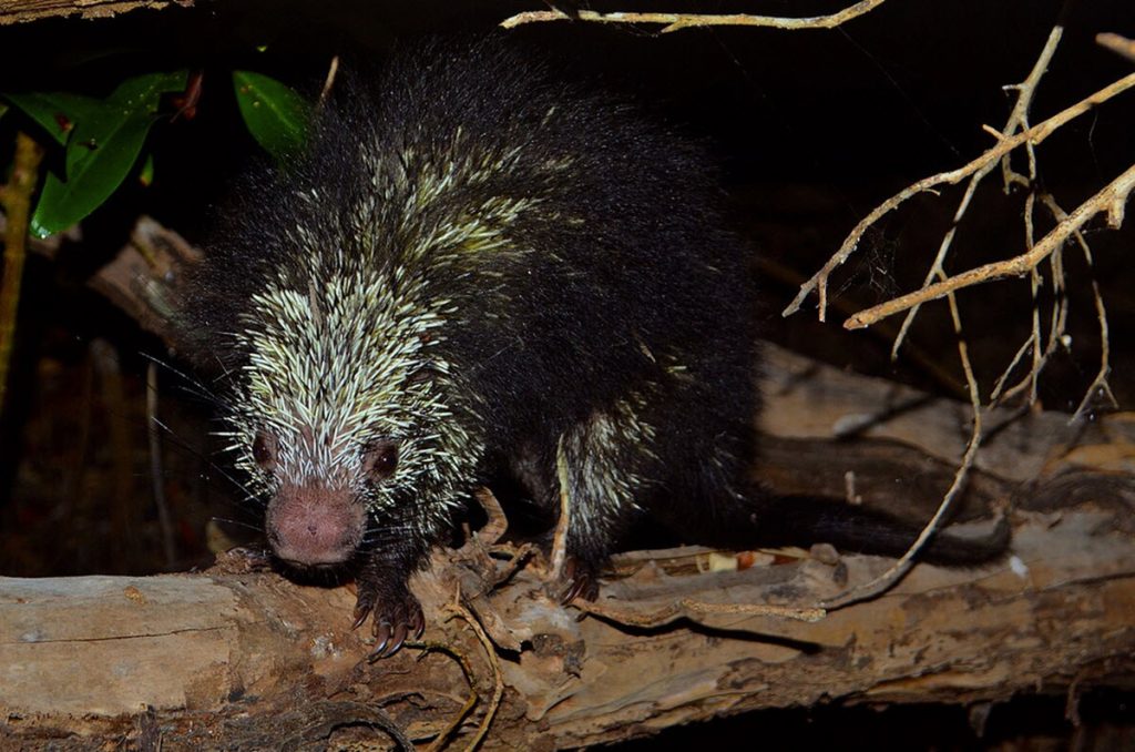 Mexican Hairy Dwarf Porcupine (Coendou mexicanus)