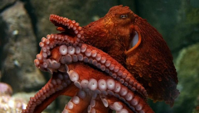 » Giant Pacific octopus